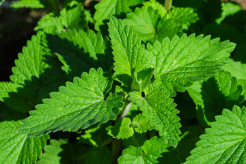 Fototapeta na wymiar Summer garden. Medicinal herb Lemon mint or Bergamot mint (Latin: Mentha citrata) close up.