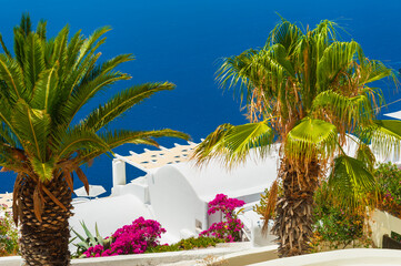 Santorini island, Greece. Beautiful terrace with palms and flowers. Summer landscape, sea view. Travel destinations concept
