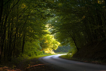 Naklejka premium Road turn in the forest