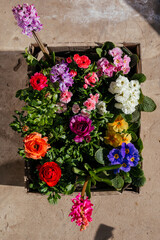 The set of beautiful spring flowers for home
