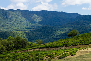 Beautiful mountain landscape.  Sky, mountains, trees and tea plantations.