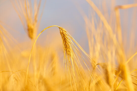 Image of wheat field with blue sky, summer day.