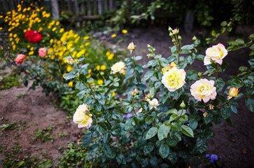 Yellow roses in the garden. A bush of beautiful rose in summer light