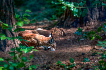 Le renard