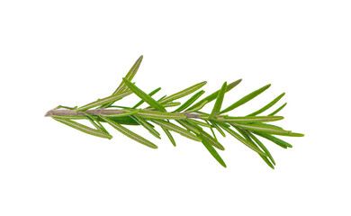 tarragon isolated on a white background