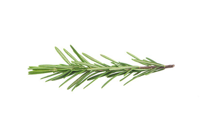 Rosemary isolated on white background, Top view