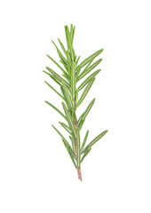 rosemary isolated on white background