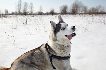 Husky dog sitting in the snow and waiting for play