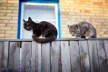 Black and gray cats sitting on the fence. Funny facial expression