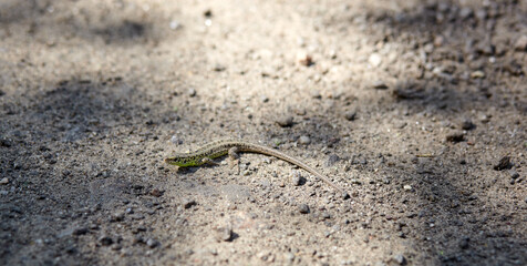 Closeup image of small reptile on ground