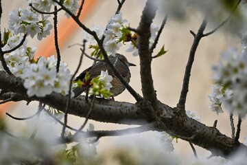 桜の花の蜜を吸いに来た野鳥