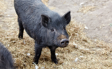 Wild pig grazing at field