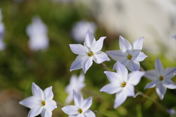 Obraz premium にらの花