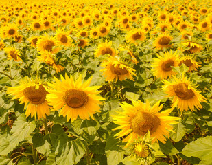 Fototapeta na wymiar Spring landscape, field of beautiful golden sunflowers, blue sky and white clouds
