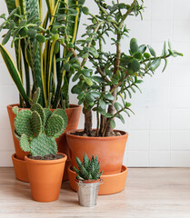 Houseplants on the table