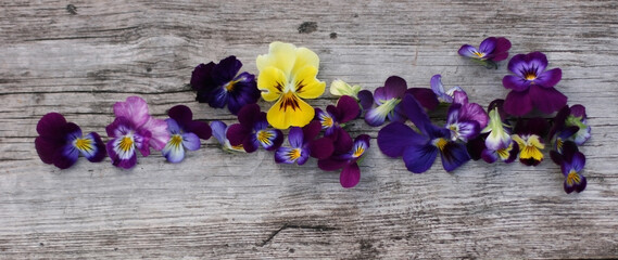 Pansy flowers composition. Mock up with plants. Flat lay with flowers on white table. Copyspace for text. Focus on flowers. Banner size