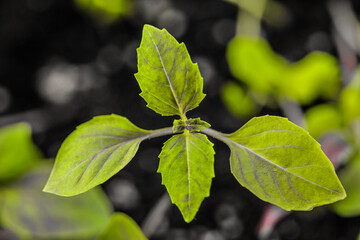 Fototapeta na wymiar basil leaves, baby basil 