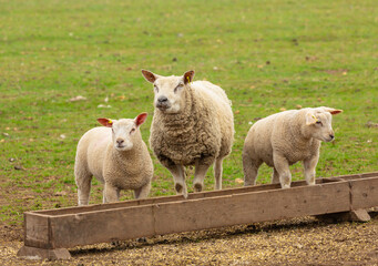 Sheep and lambs feeding at a trough.  Mother sheep with her two well grown lambs.  One lamb is stood in the feeding trough.  Springtime.  No people. Horizontal.  Space for copy.