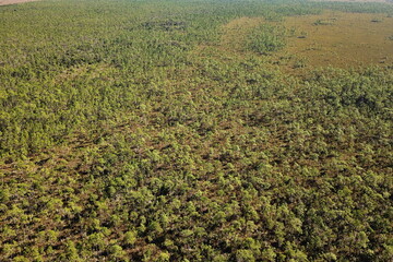 Forests of Florida peninsula in USA