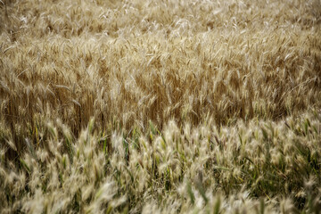 Wheat field