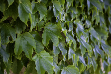 Wall with ivy