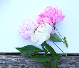 Top view background with pion flowers. Flowers composition. Mock up with plants. Flat lay with Flowers on  table. Woman day concept. Copyspace for text. 