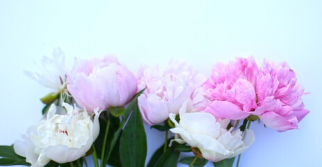 Top view background with pion flowers. Flowers composition. Mock up with plants. Flat lay with Flowers on  table. Woman day concept. Copyspace for text. 