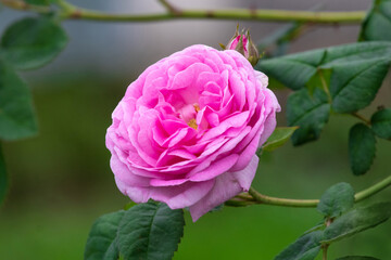 Pink rose in the garden on a blurred background