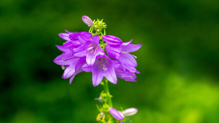 Purple bellflowers in the forest on a dark blurred background, selective focus