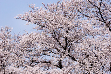 満開の桜
