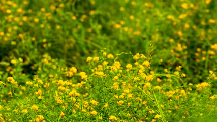 Summer background with yellow wildflowers. Summer flowers