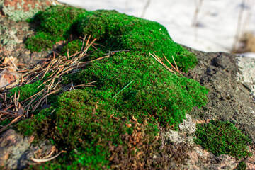 Green moss on an old stone. Forest. Nature