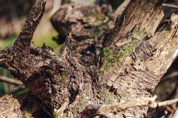 Very ancient and charming Carpathian forest