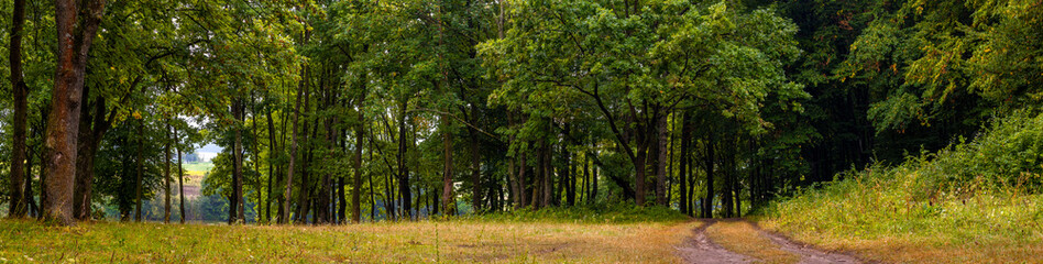 Obraz premium Banner. Panorama of the forest in early autumn. The dirt road goes to the forest