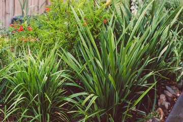 idyllic sunny backyard with lots of tropical plants and dianella grasses