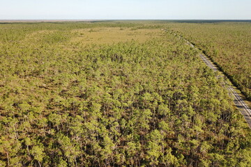 Forests of Florida peninsula in USA