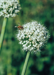 The honey bee collects pollen from flowering onion flowers in summer