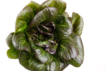 Salad leaves Bio lettuce isolated on white background.