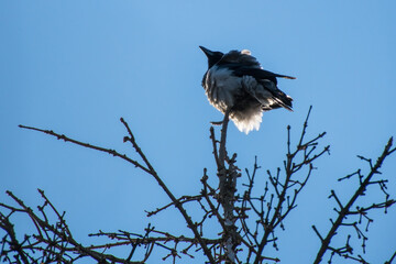 a crow sits on a dead tree against a blue sky