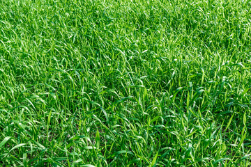 Beauty is in nature. A field with green lush grass as a natural backdrop.