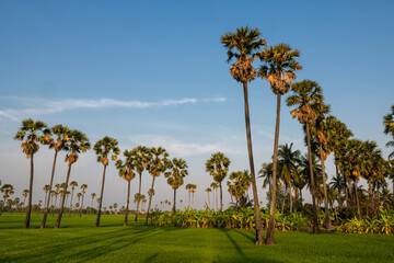 Obraz premium Palm sugar trees and paddy rice field in Thailand
