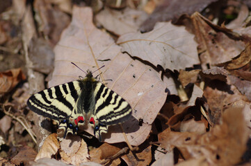 ヒメギフチョウ（Luehdorfia puziloi）