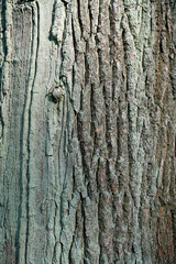 Tree bark texture. Trunk of an old oak tree in the park in spring in March.