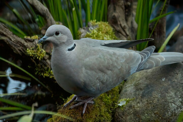 Eurasian collared dove