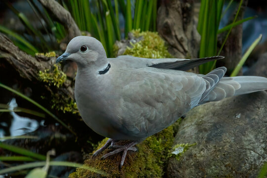 Eurasian Collared Dove