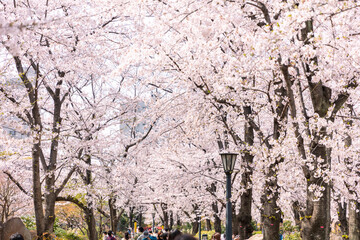 川口西公園の桜