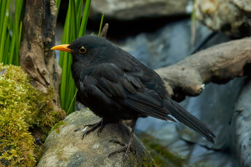 The common blackbird