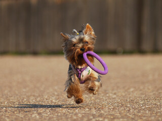 Yorkshire terrier dog runs with a toy ring in his teeth