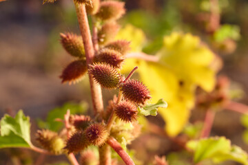 Burdock with prickly fruits on a green background