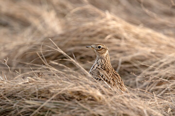 he Eurasian skylark, Alauda arvensis standing in old grass after migrating back to its breeding grounds in Estonian nature